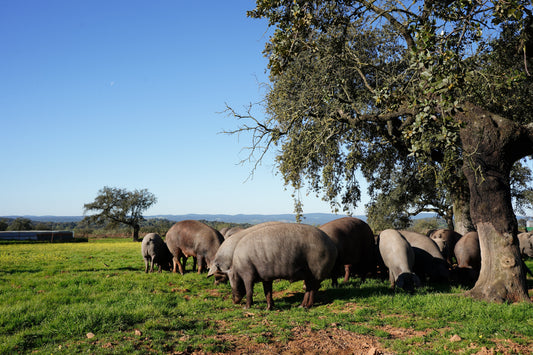 El valioso ecosistema del jamón ibérico: la Dehesa y el pasto en libertad del cerdo ibérico