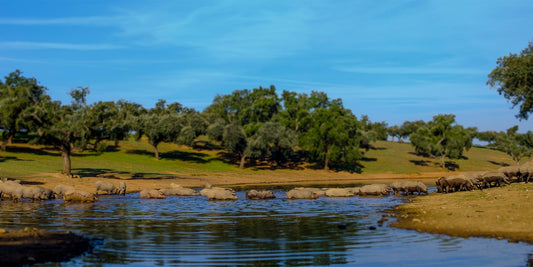 El jamón ibérico y la Dehesa Extremeña: cómo la alimentación influye en su sabor