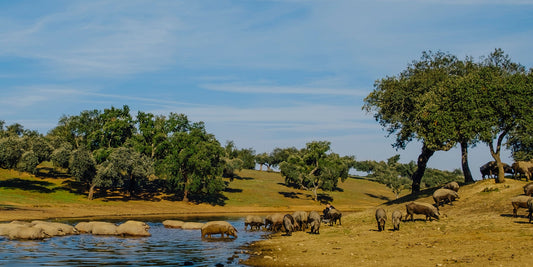 La Montanera: la temporada clave para el cerdo ibérico.