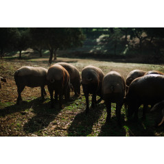Cerdos ibéricos en la Dehesa de Extremadura