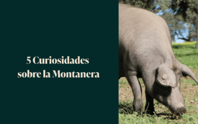 5 Curiosidades que Debes Conocer sobre la Montanera de Ibéricos Montesano